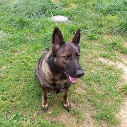Hannah Von Bucht Nebenfluss - Sable female German Shepherd puppy in Warren County, Tennessee from K.A.K’s German Shepherds