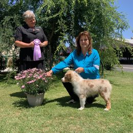Australian Shepherd Puppies from Cu2 Aussies