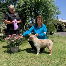 Australian Shepherd Puppies from Cu2 Aussies