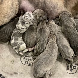 We've Arrived - Blue female Great Dane puppy in Fort Gratiot, Michigan from Starlight Danes