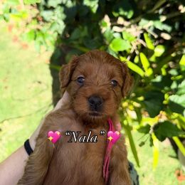 Cavapoo Puppies from Aloha Paradise Poodles LLC