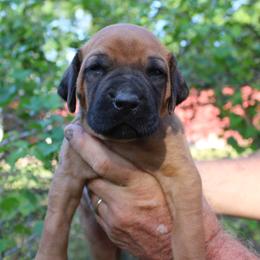 Female Ridgeless - Rd whtn blk nose female Rhodesian Ridgeback puppy in Broussard, Louisiana from Karamojo Ridgebacks, Breeding Quality since 2012