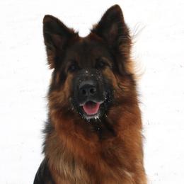 Bunny - German Shepherd