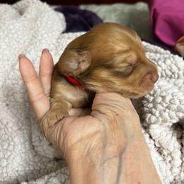 Magic (Green) of GretaLo - Chocolate and cream male Dachshund puppy in Vancouver, Washington from GretaLo Dachshunds