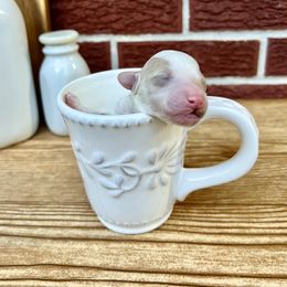 Goldendoodle and Poodle Puppies from SnickerDoodlePups