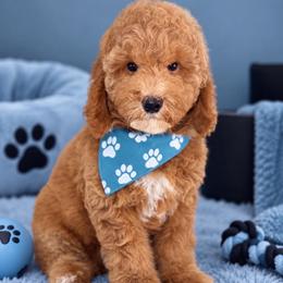 Iron puppy - Cream male Goldendoodle puppy in Yuciapa, California from AlltheDoodlez_