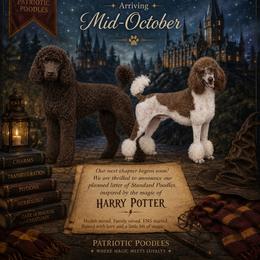 Poodle puppies from Patriotic Poodles