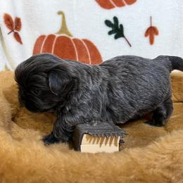 Shih Tzu Puppies from Lavender Lane Tzus