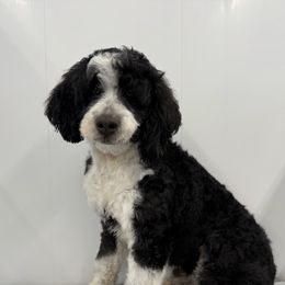 Ridge - Bernedoodle