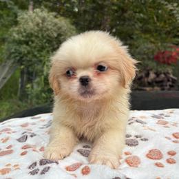 Pekingese, Poodle, and Shih Tzu Puppies from Happy puppies