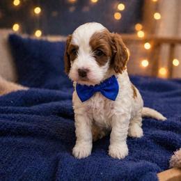 Waffles - White male Cavapoo puppy in Ormond Beach, Florida from Florida Coast Doodles