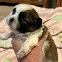 Lizzy - Brindle and white female Shih Tzu puppy in Victorville, California from RUMBLE n TUMBLE