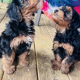 Poodle, Yorkipoo, and Yorkshire Terrier Puppies from Sonshine Yorkies