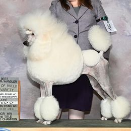 Lumen - Poodle