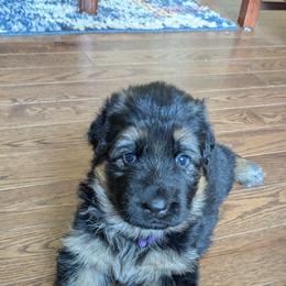 German Shepherd Puppies from McLaughlin German Shepherds