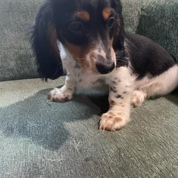 Boy 2 - Piebald male Dachshund puppy in Yelm, Washington from Hughes' Doxies