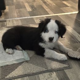 Miniature Australian Shepherd Puppies from Lucky Bones Miniature Australian Shepherds