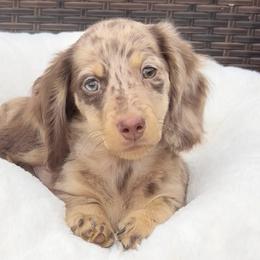Cameron - Dapple male Dachshund puppy in Kalama, Washington from Dazzling Doxies