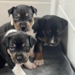 Rat Terriers from J & M deckers