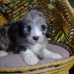 Comet - Blue merle male Aussiedoodle puppy in Pomona, California from Socal Aussiedoodles