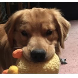 American Staffordshire Terrier and Golden Retriever All Grown Up from Riverbend Goldens