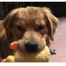 American Staffordshire Terrier and Golden Retriever All Grown Up from Riverbend Goldens