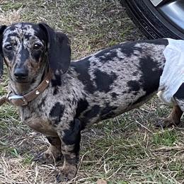 Dachshund Puppies from P&P Dachshunds
