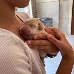 Green collar male - Yellow male Labrador Retriever puppy in Clayton, North Carolina from The Homestead at Little Creek