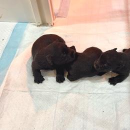 Black girl 2 - Black female Scottish Terrier puppy in Wellston, Ohio from White Apple Kennel