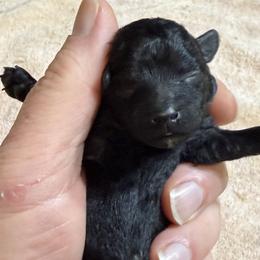 Hollywood - Black male Poodle puppy in Florence County, South Carolina from Modern Family Standards