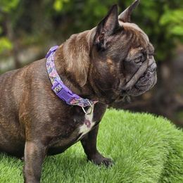 Leia - French Bulldog