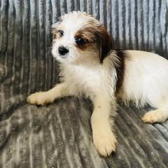 Aqua collar - Shorkie puppy from Sensational Shorkies