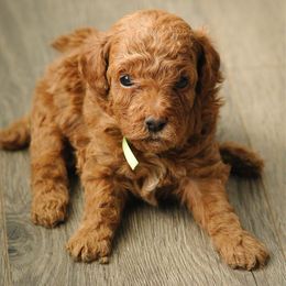 Green - Red  male Poodle puppy in Bessemer City, North Carolina from JJs Puppies of the Carolinas