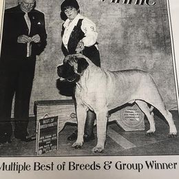 Mastiff Puppies from Celtic's Mastiffs