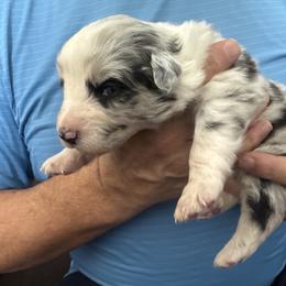 Merle Boy 1 - Blue merle male Australian Shepherd puppy in Nezperce, Idaho from Willow Creek Farm