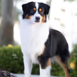 Floyd - Miniature American Shepherd