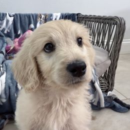 Goldendoodle, Golden Retriever, Poodle, and Shih Tzu Puppies from Platinum Paws Puppies