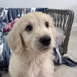 Goldendoodle, Golden Retriever, Poodle, and Shih Tzu Puppies from Platinum Paws Puppies