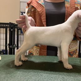 Jack Russell Terrier Puppies from Ground Force Jack Russell Terriers
