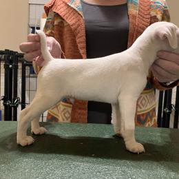 Jack Russell Terrier Puppies from Ground Force Jack Russell Terriers