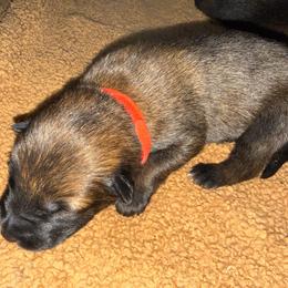 Red - Fawn sable male Belgian Malinois puppy in Saint Amant, Louisiana from Mercy Kennels