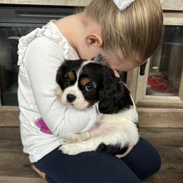 Cavalier King Charles Spaniel Puppies from Cavy Love