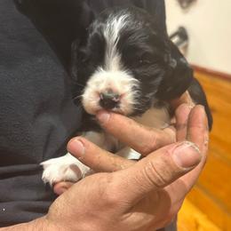 Freya - Black and white female English Springer Spaniel puppy in St Johnsbury, Vermont from Paradise Valley Springers