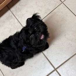 Delilah - Shih Tzu
