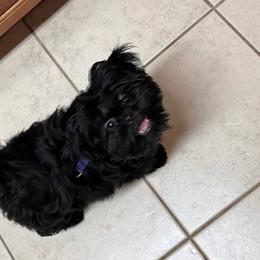 Delilah - Shih Tzu