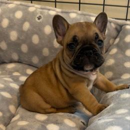 Watson - Fawn and white male French Bulldog puppy in Madison, Wisconsin from MadCity Frenchies