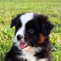 Howard - Black tri male Miniature American Shepherd puppy in Smithville, Arkansas from Cooper Creek Aussies