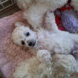 Poodle Puppies from Custom Poodles