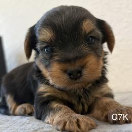 Male 3 - Black and gold male Yorkshire Terrier puppy in Killeen, Texas from Grand 7 Kennelz