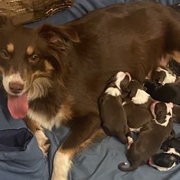 Miniature Australian Shepherds from M & M Mini Aussies